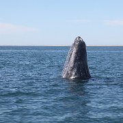 IMG 0001 2 (78)